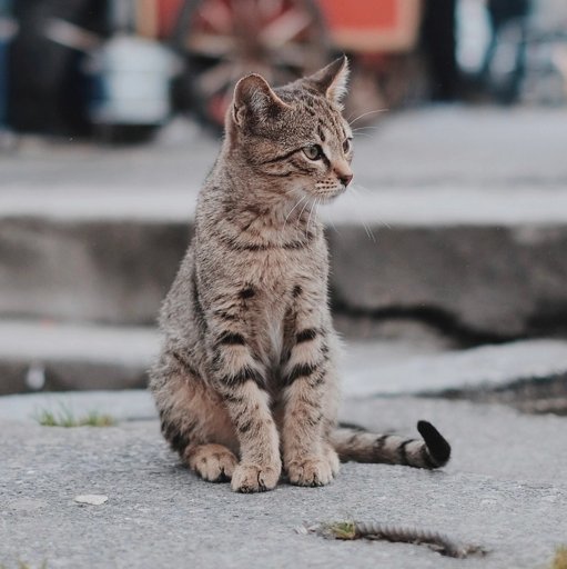 Photo: Today I a cat sat with me at the kadikoy ferry stop till my boat came, then left without saying bye.